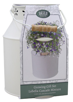 Lobelia Milkchurn